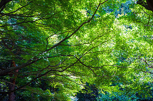 日本东京,上野动物公园,夏天宁静的清凉的植物森林