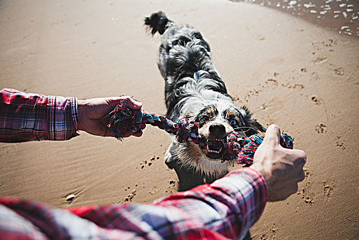 男人,狗,玩,绳索,海滩,远景
