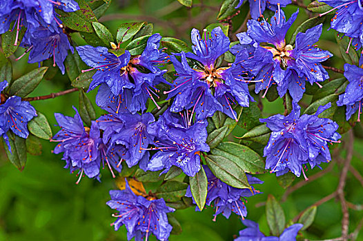 蓝色,杜鹃花,花,巴伐利亚,德国,欧洲