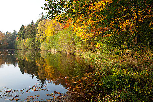 树,水塘,秋天,地区,石荷州,德国,欧洲