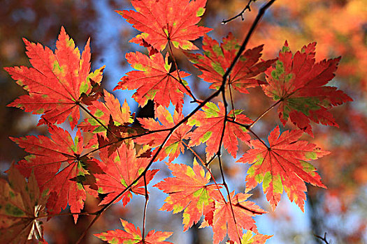 树,秋天,红叶