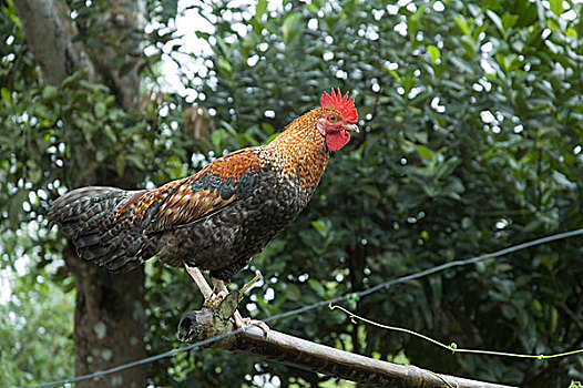 公鸡,鸟叫,蔬菜,乡村,房子,十月,2005年,孟加拉,重要,生活,流行,运动,局部,文化