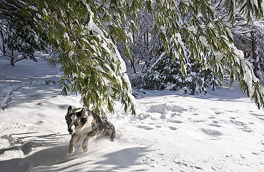 狗,雪中