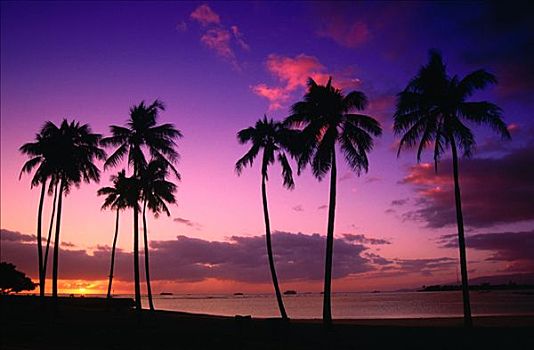 棕榈树,日落,檀香山,夏威夷,美国
