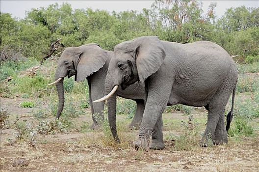 非洲,灌木,大象,非洲象,国家公园,坦桑尼亚