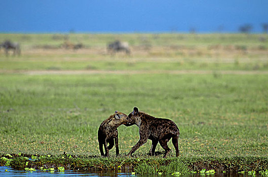 肯尼亚,安伯塞利国家公园,公园,斑点,鬣狗