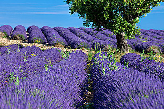 孤木,紫色,薰衣草,瓦伦索,高原,普罗旺斯,法国
