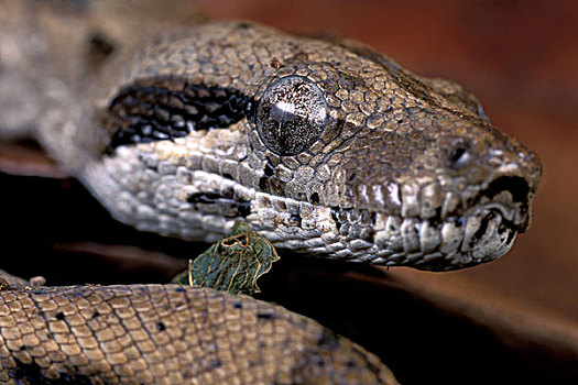 巴拿马,科罗拉多岛,幼兽,大蟒蛇