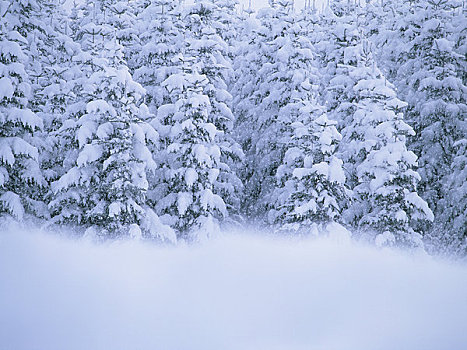 雪,松树,木头