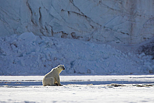 北极熊,休息,雪中,斯匹次卑尔根岛,挪威