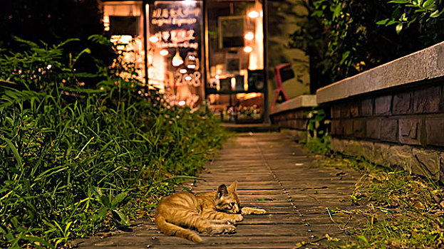 灯光小黄猫