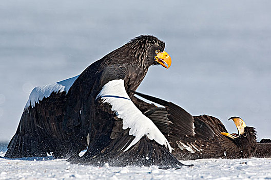 海鹰,虎头海雕,成年,幼小,争斗,堪察加半岛,俄罗斯