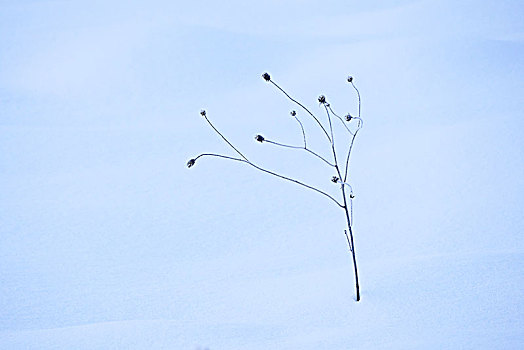 植物,冬天