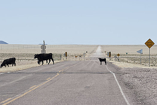 牛,穿过,乡间小路,新墨西哥,美国