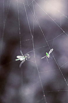 飞虫,蜘蛛网