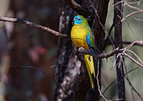 青绿色,鹦鹉,落日,国家公园,昆士兰,澳大利亚