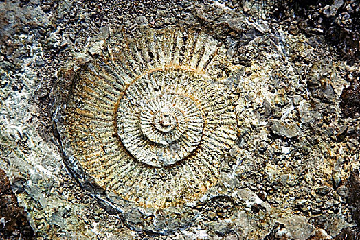 化石,地质
