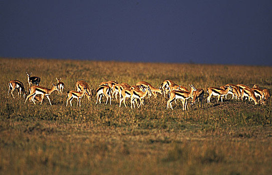 汤氏瞪羚,马赛马拉,公园,肯尼亚