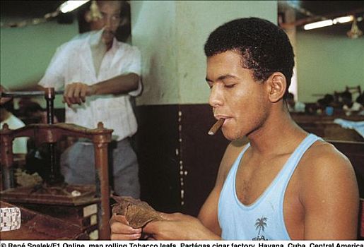 男人,烟草,叶子,雪茄工厂,哈瓦那,古巴,中美洲