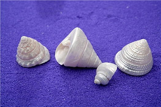 海螺壳,上方,紫色,蓝色,纹理,珠,食用螺