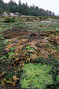 温泉,岛屿,海藻,退潮,不列颠哥伦比亚省,加拿大