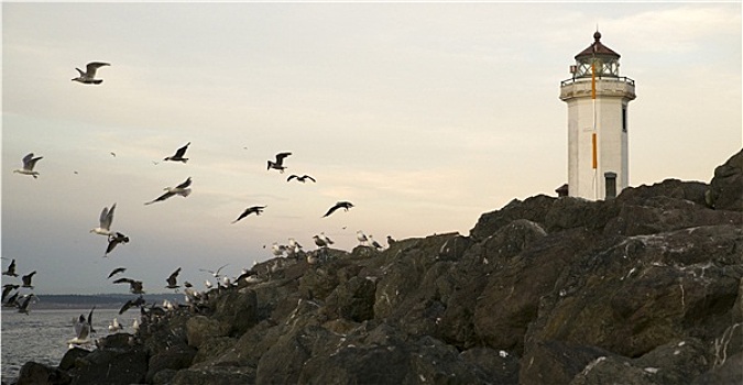 海鸥,滨鸟,石头,屏障,灯塔