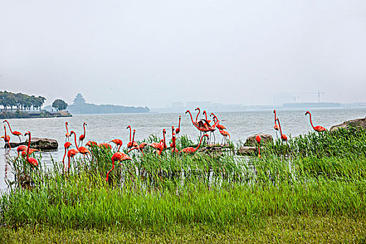 苏州金鸡湖畔城市雕塑---火烈鸟