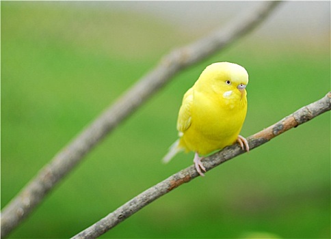 黄色,鹦鹉,宠物,鸟
