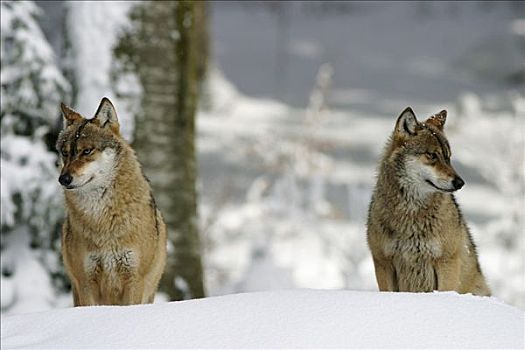 狼,禁猎区,巴伐利亚森林,德国