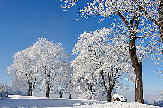 树,霜,靠近,米斯巴赫,上巴伐利亚,巴伐利亚,德国,欧洲