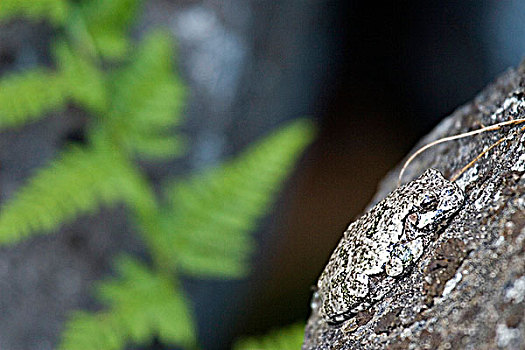 青蛙,无尾类动物,浑然一体,石头,栖息,安大略省,加拿大
