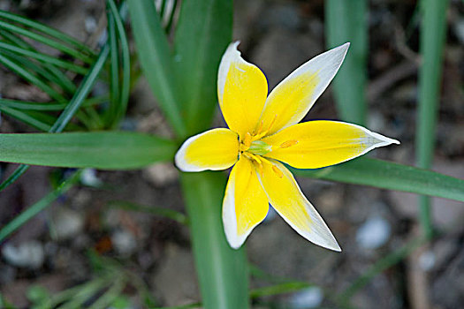 黄色,藏红花,花