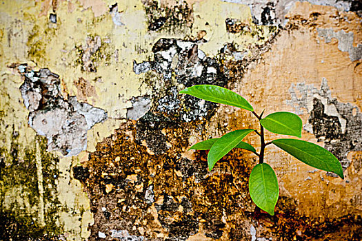 小,植物,抓着,石膏,墙壁,马来西亚