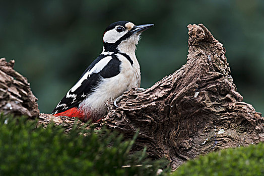 大斑啄木鸟,坐,枯木,下萨克森,德国,欧洲