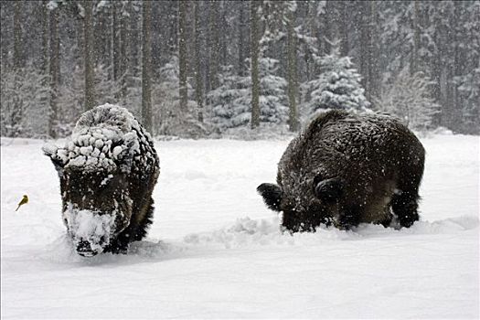 野猪,觅食,冬日树林,降雪