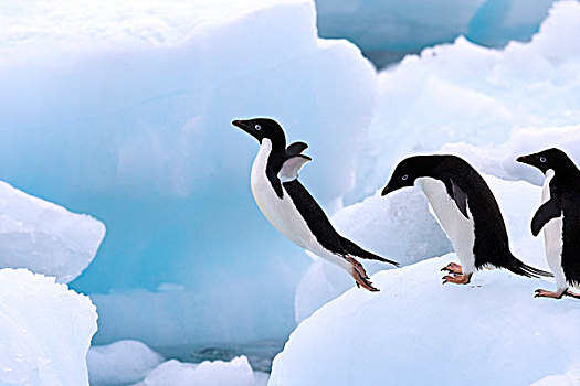 阿德利企鹅,跳跃,冰山,南极半岛,南极