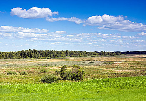 风景,靠近,国家公园,波兰,欧洲