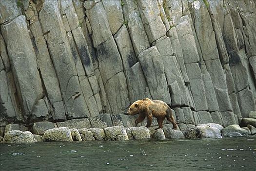 大灰熊,棕熊,走,陡峭,岩石,海岸线,卡特麦国家公园,阿拉斯加