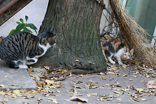 猫,野猫