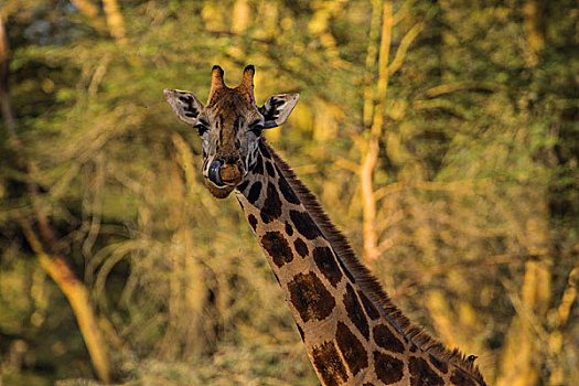 肯尼亚纳库鲁国家公园长颈鹿