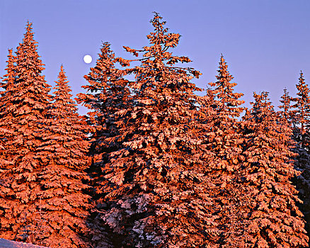 美国,华盛顿,山,斯波坎,州立公园,花旗松,雪,大幅,尺寸