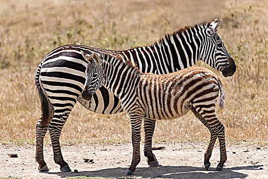 平原斑马,斑马,白氏斑马,小马,纳库鲁湖国家公园,肯尼亚,非洲
