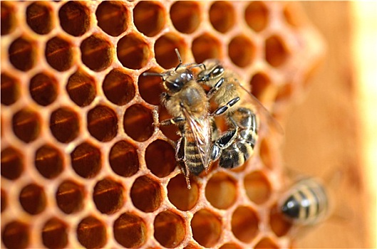 特写,蜜蜂,蜂窝