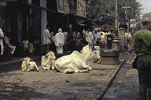 神圣,母牛,加尔各答,印度