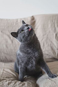 沙发上吐舌头的灰色短毛小猫