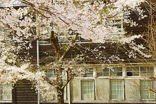 樱花,木质,教学楼