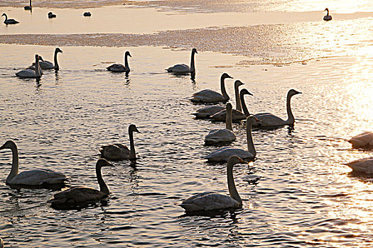 夕阳下天鹅湖中的天鹅群