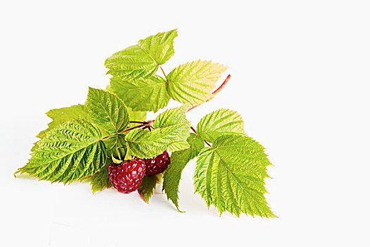 树莓,白色背景