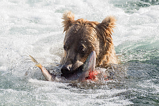 棕熊,捕获,三文鱼,急流,动物,溪流,秋天,布鲁克斯河,卡特麦国家公园,阿拉斯加,美国,北美