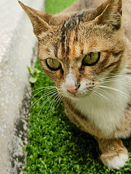 校园的猫撒泼打滚让人欢喜